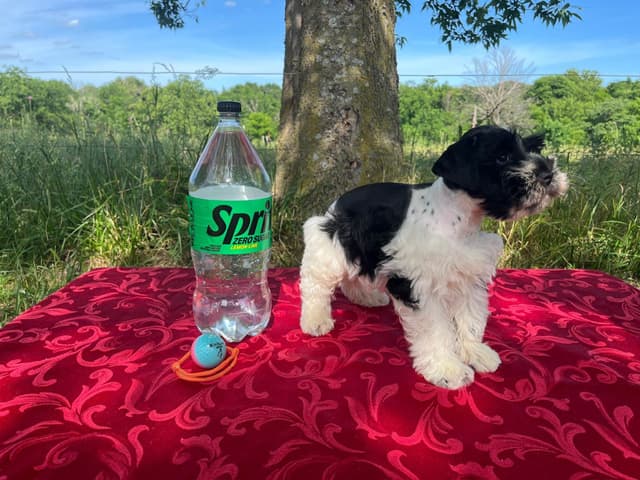 Miniature Schnauzer Puppies media 3