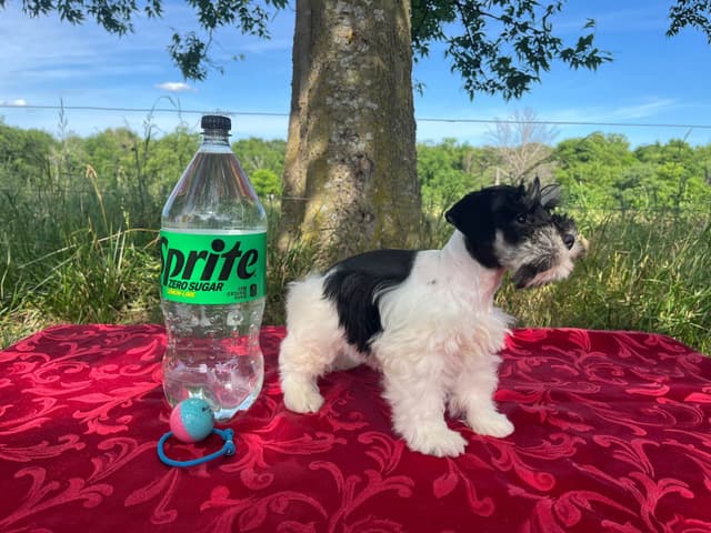 Miniature Schnauzer Puppies media 2