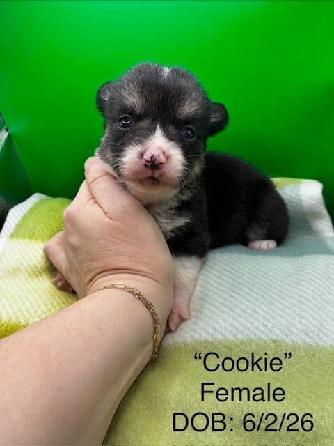 Pembroke Welsh Corgi Puppies media 2