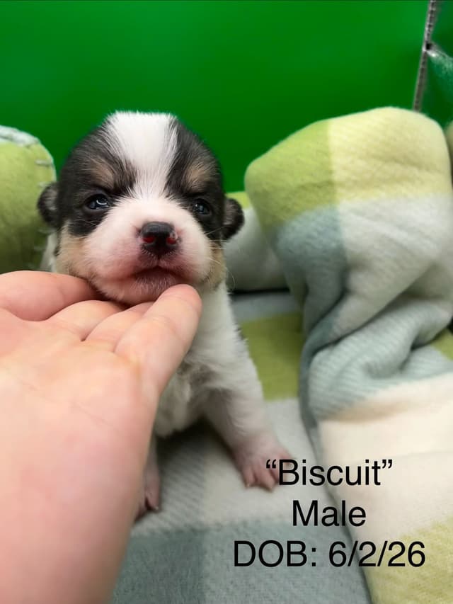 Pembroke Welsh Corgi Puppies media 3