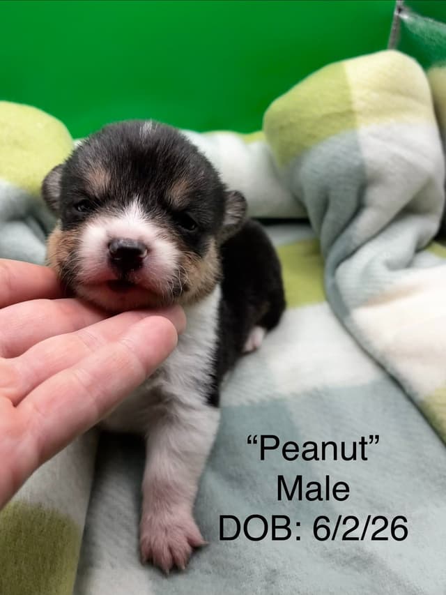 Pembroke Welsh Corgi Puppies media 4