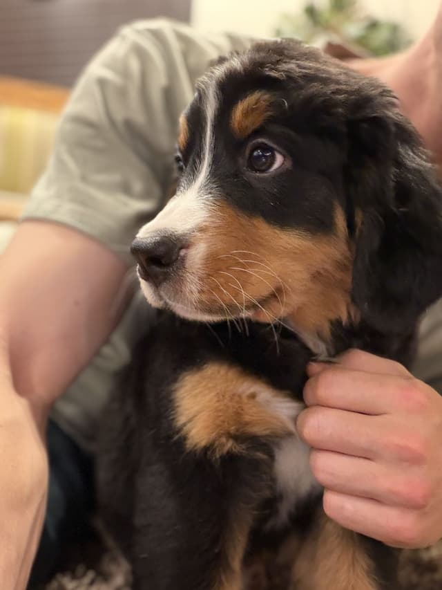 Bernese Mountain Dog Puppies media 2
