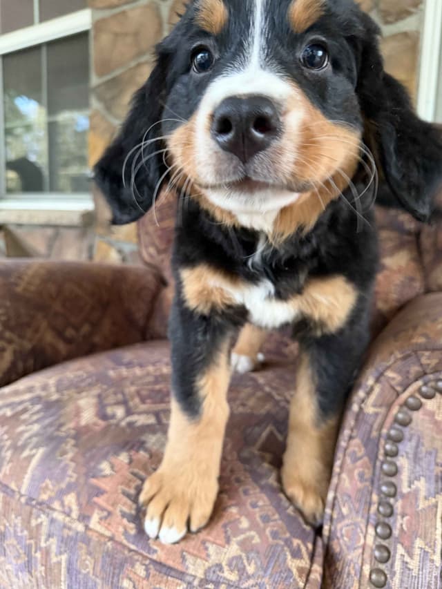 Bernese Mountain Dog Puppies media 3