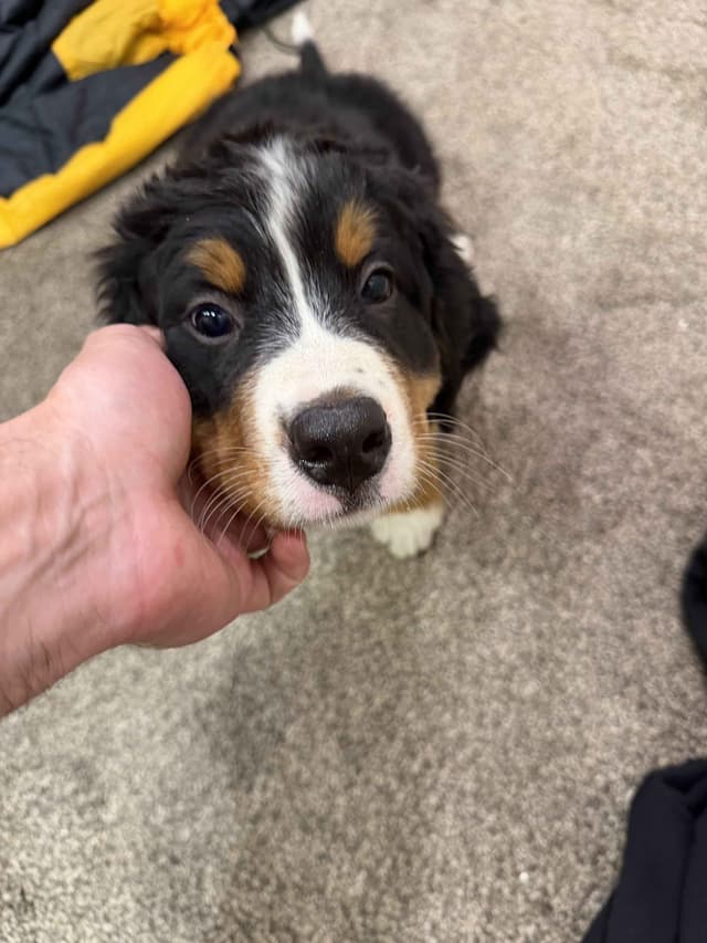 Bernese Mountain Dog Puppies media 6