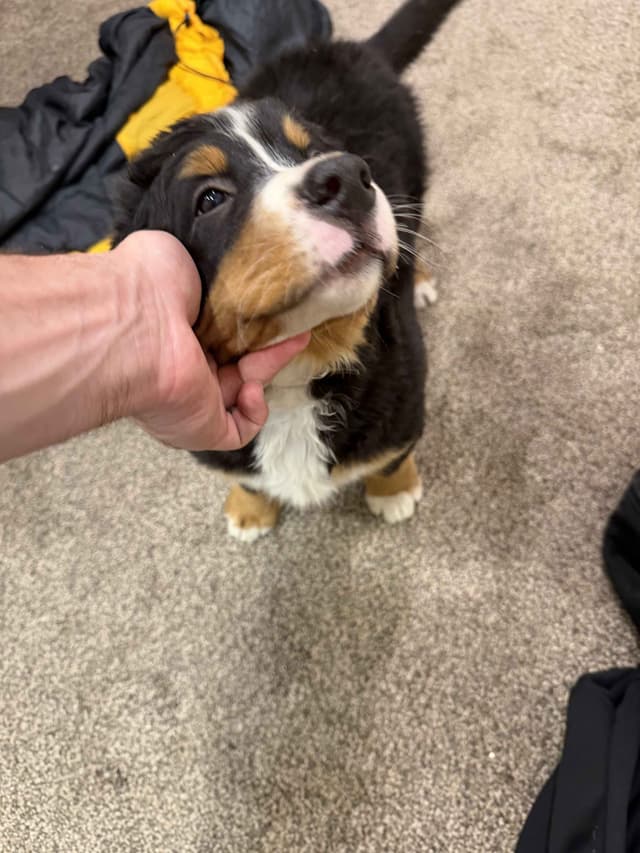 Bernese Mountain Dog Puppies media 7