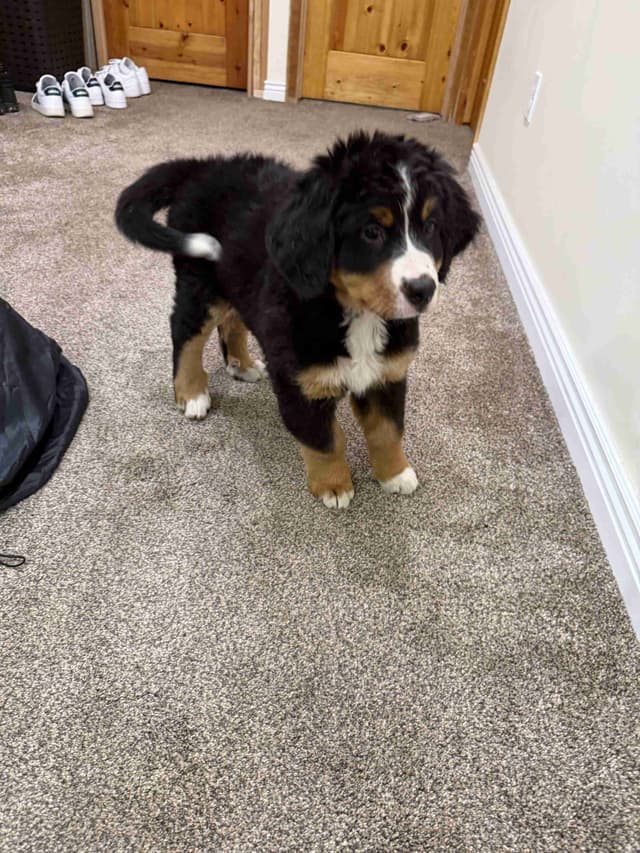Bernese Mountain Dog Puppies media 8