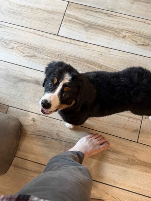 Bernese Mountain Dog Puppies media 9