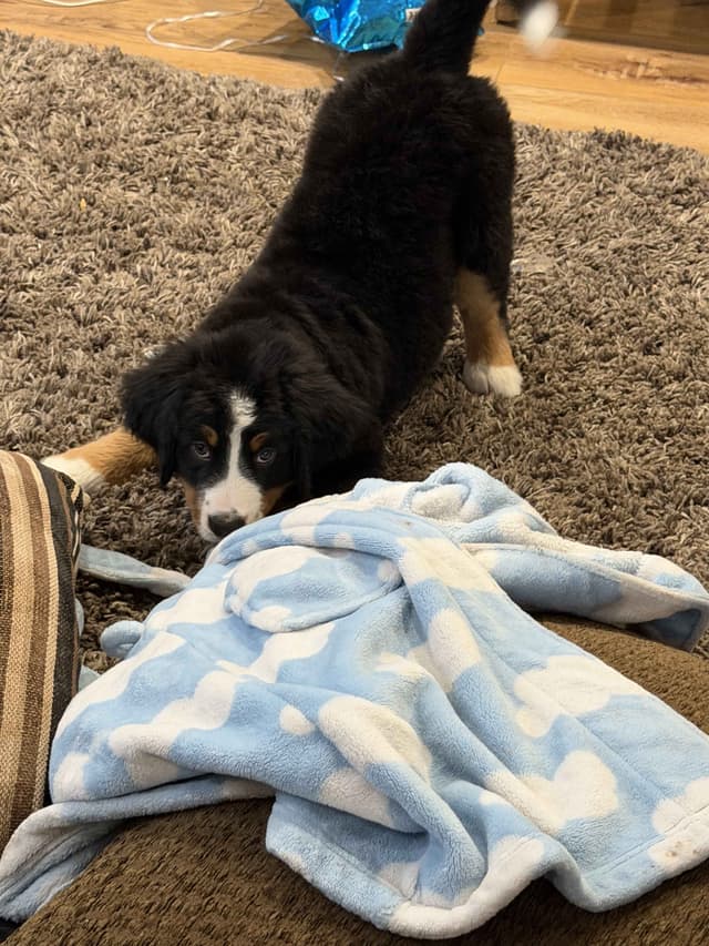 Bernese Mountain Dog Puppies media 10