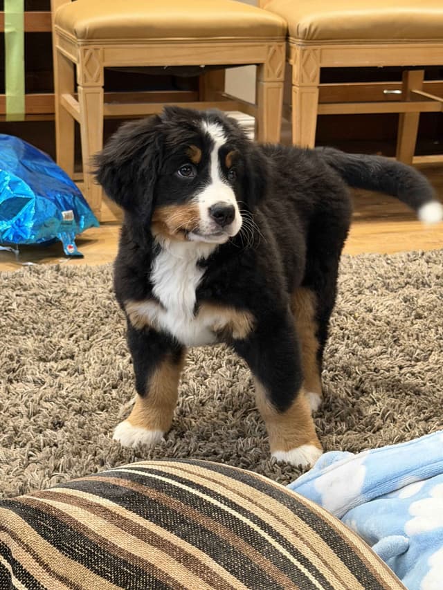 Bernese Mountain Dog Puppies media 11