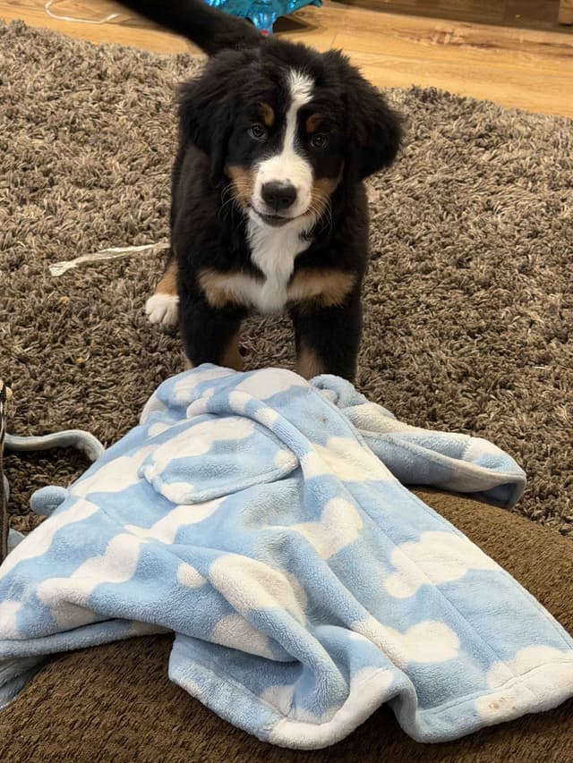 Bernese Mountain Dog Puppies media 13