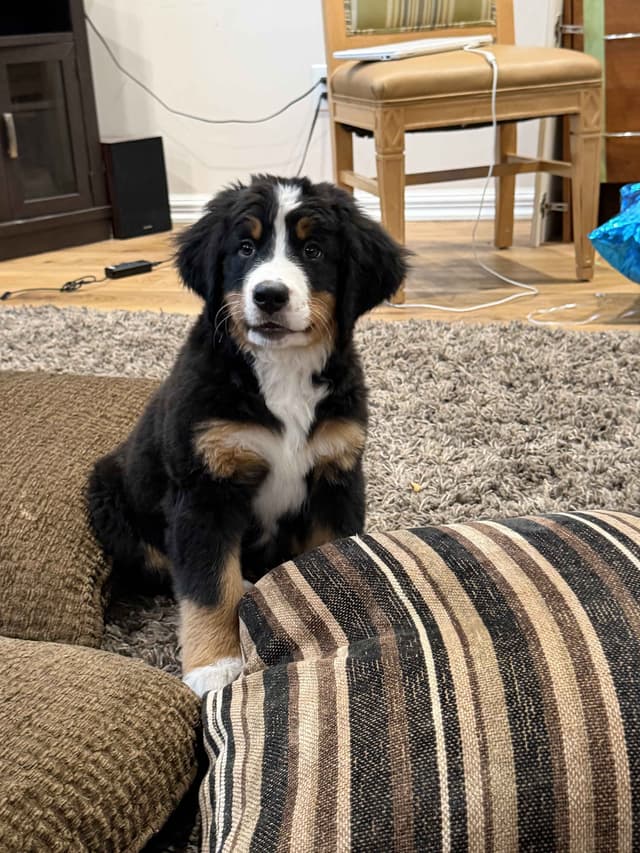 Bernese Mountain Dog Puppies media 12