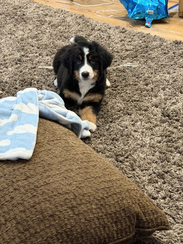 Bernese Mountain Dog Puppies media 14
