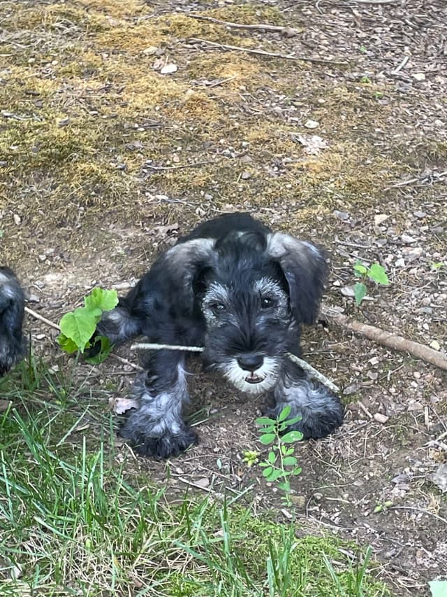 Miniature Schnauzer Puppies media 2