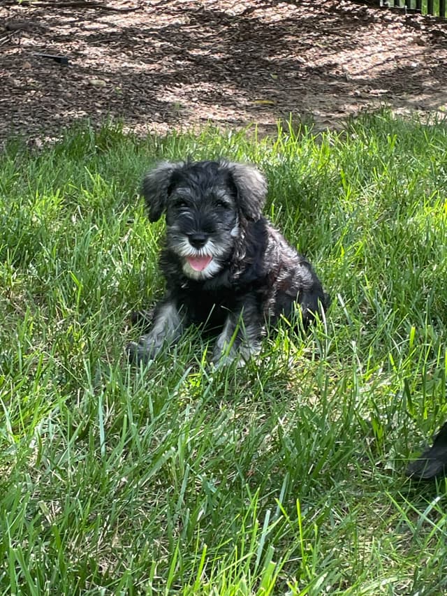 Miniature Schnauzer Puppies media 4