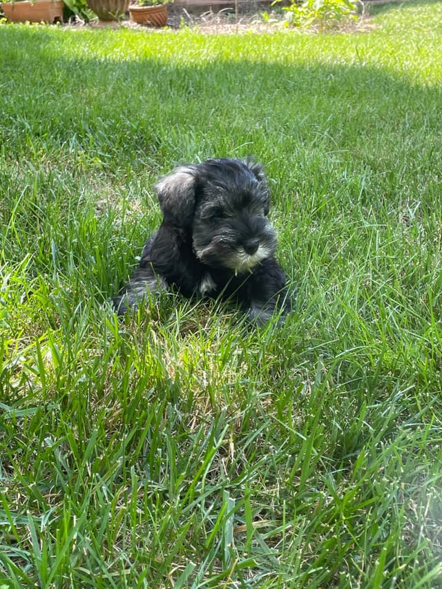 Miniature Schnauzer Puppies media 3