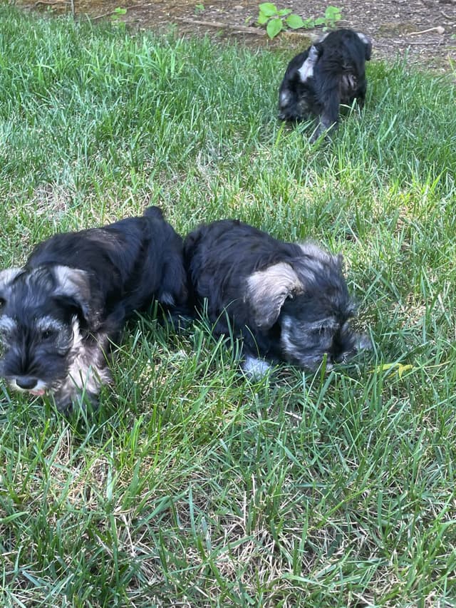 Miniature Schnauzer Puppies media 5
