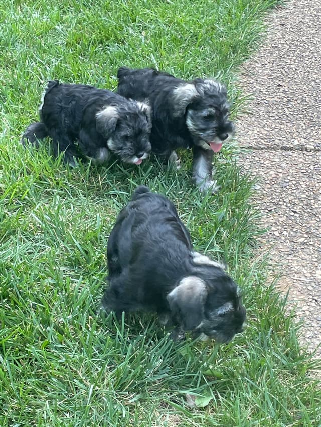 Miniature Schnauzer Puppies media 6