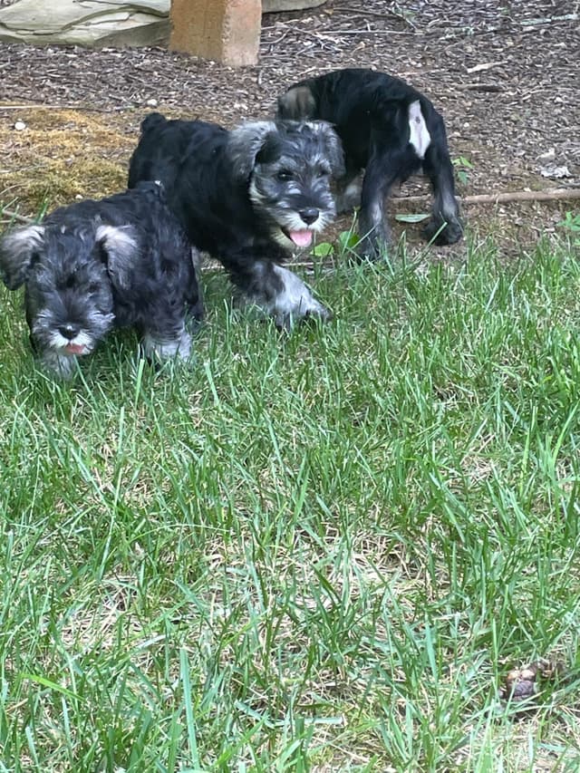 Miniature Schnauzer Puppies media 7