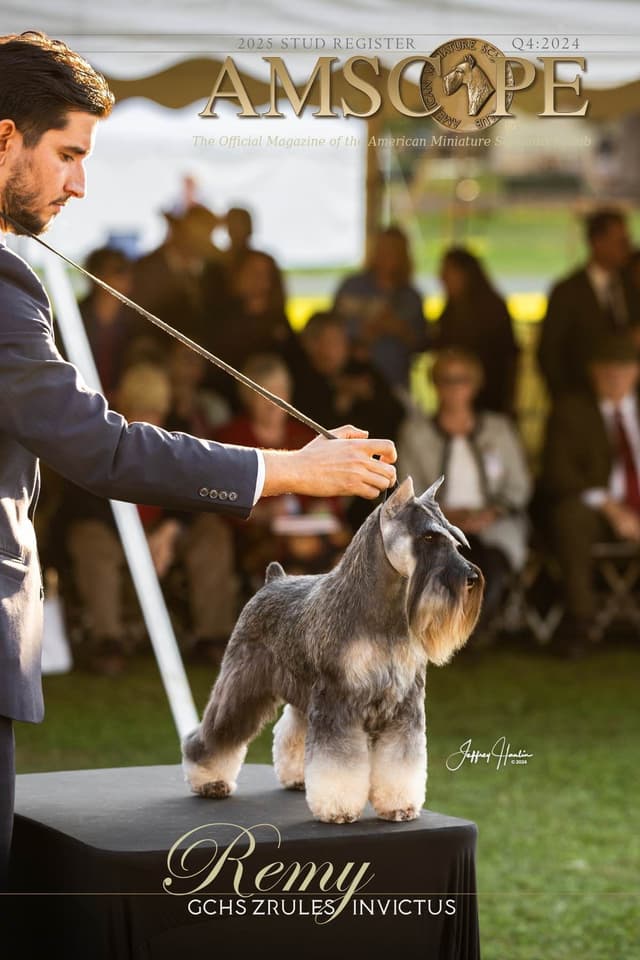 Miniature Schnauzer Puppies media 8