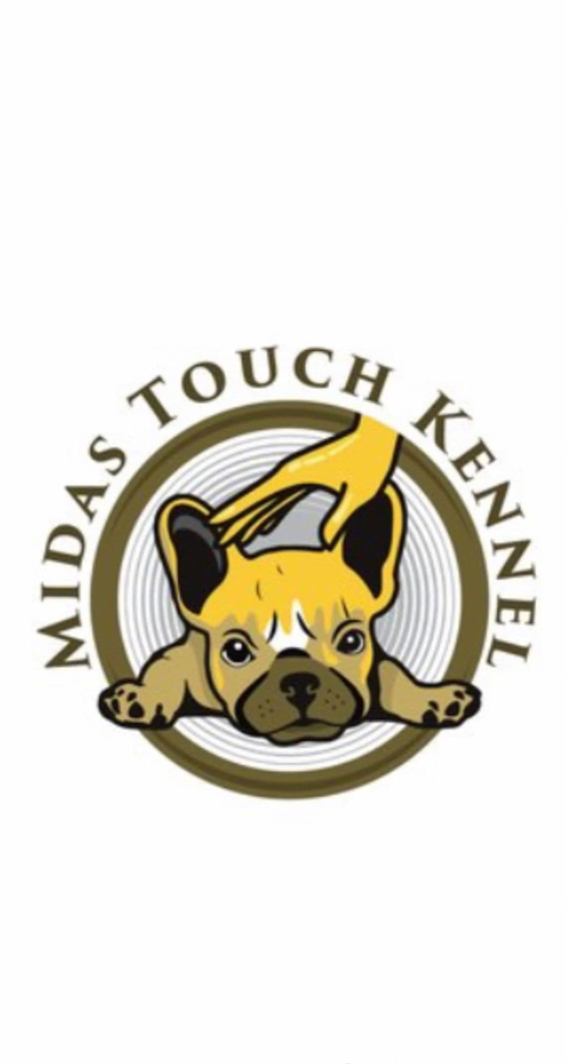 French Bulldog Puppies $2000 breeder image 1