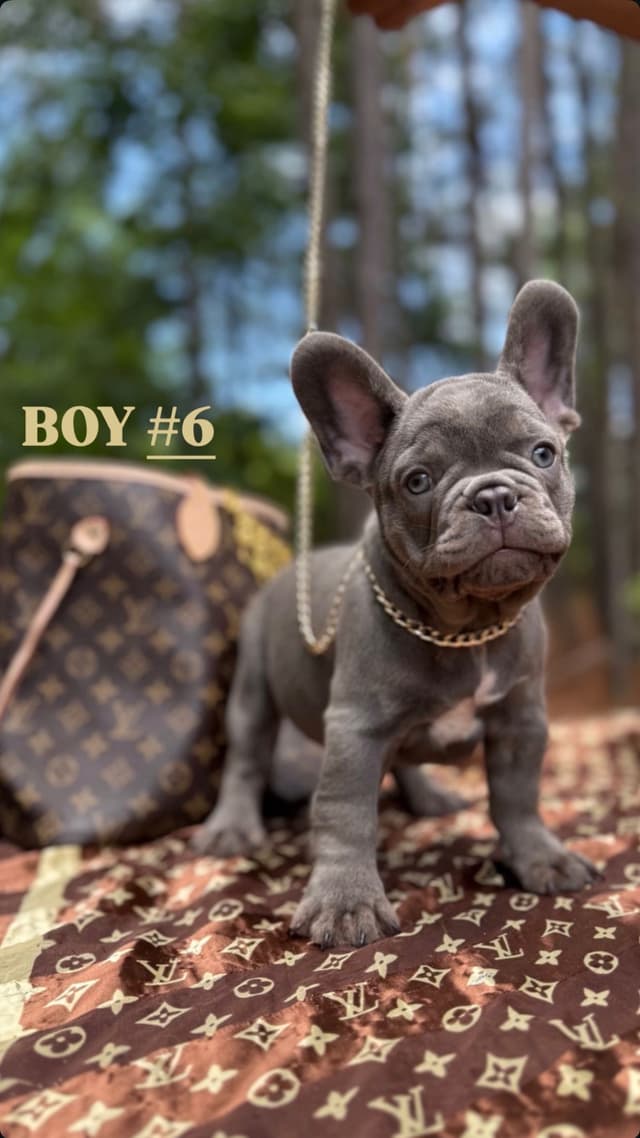 French Bulldog Puppies $2000 media 7