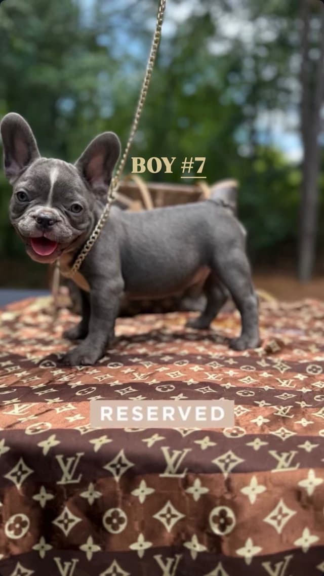 French Bulldog Puppies $2000 media 8