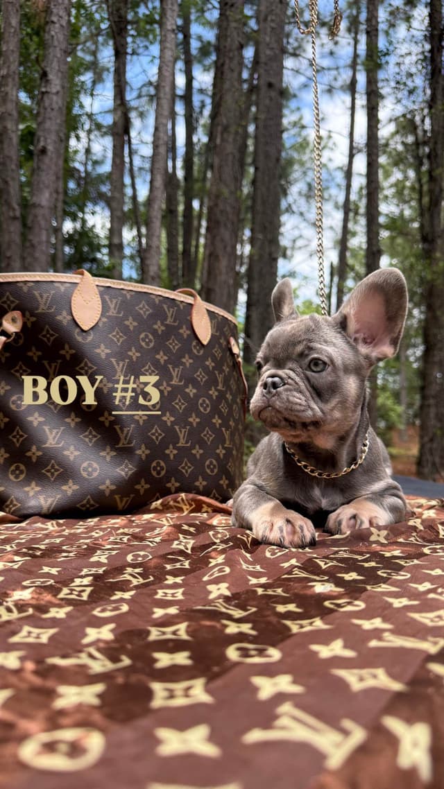 French Bulldog Puppies $2000 media 4