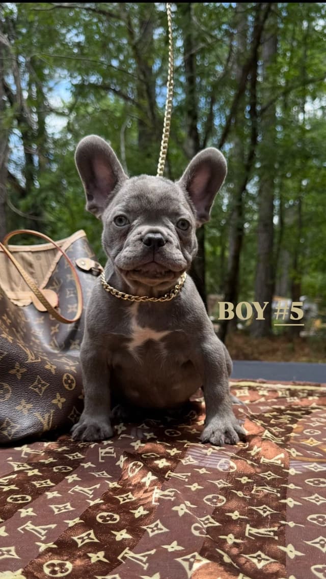 French Bulldog Puppies $2000 media 6