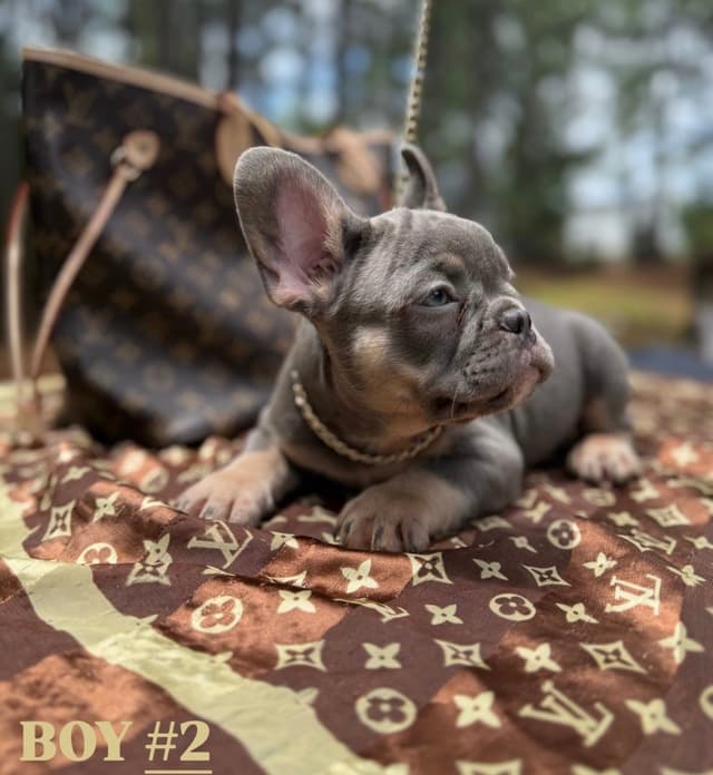 French Bulldog Puppies $2000 media 3