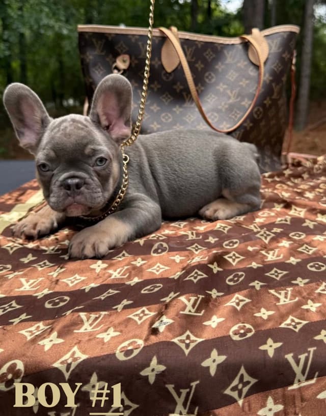 French Bulldog Puppies $2000 media 2