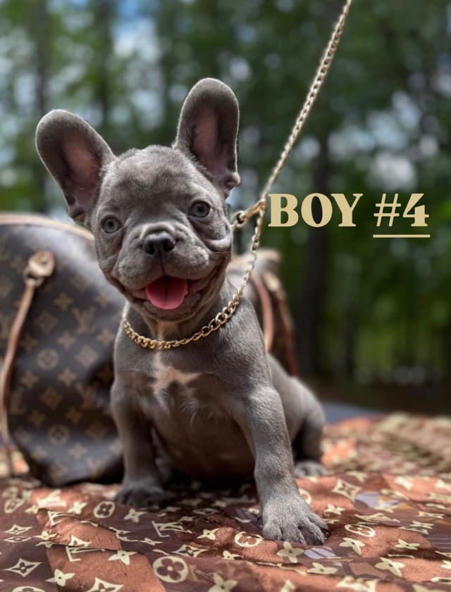 French Bulldog Puppies $2000 media 5