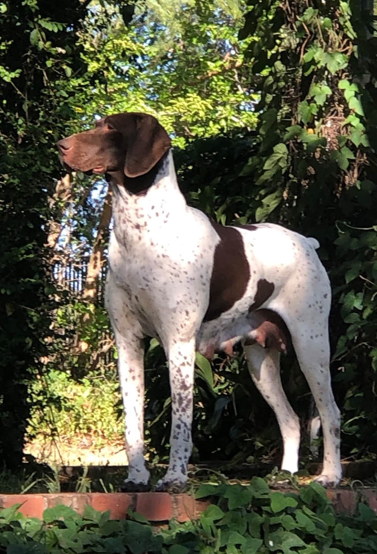 German Shorthaired Pointer Puppies breeder image 1