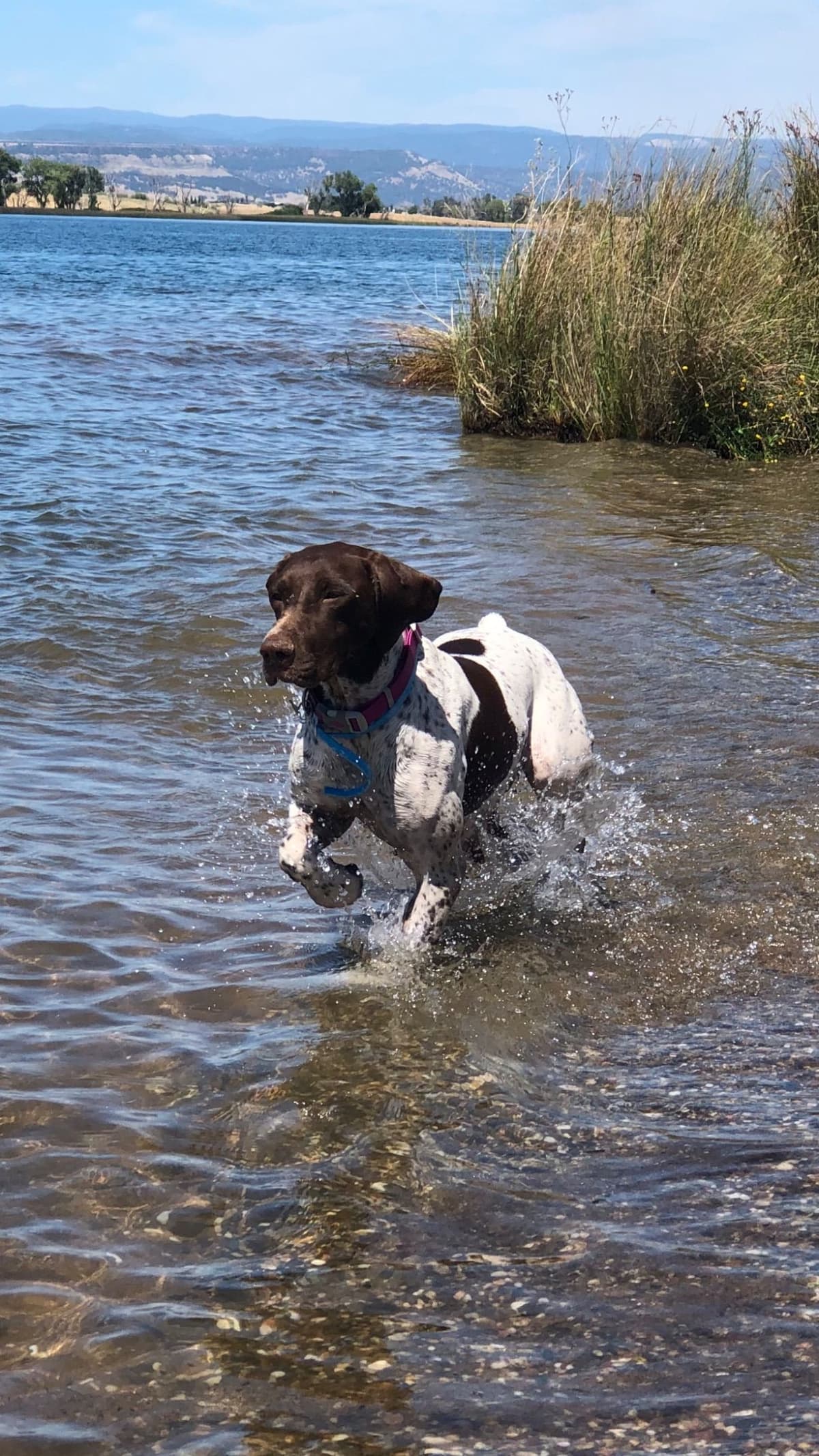 German Shorthaired Pointer Puppies breeder image 2