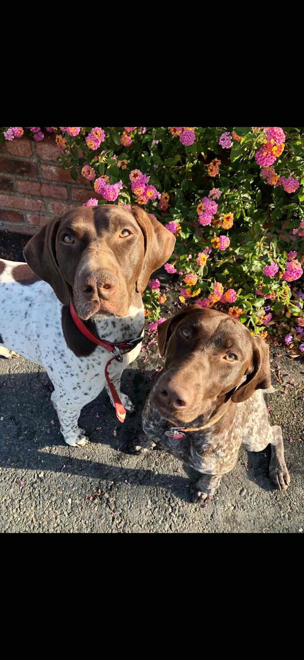 German Shorthaired Pointer Puppies breeder image 3