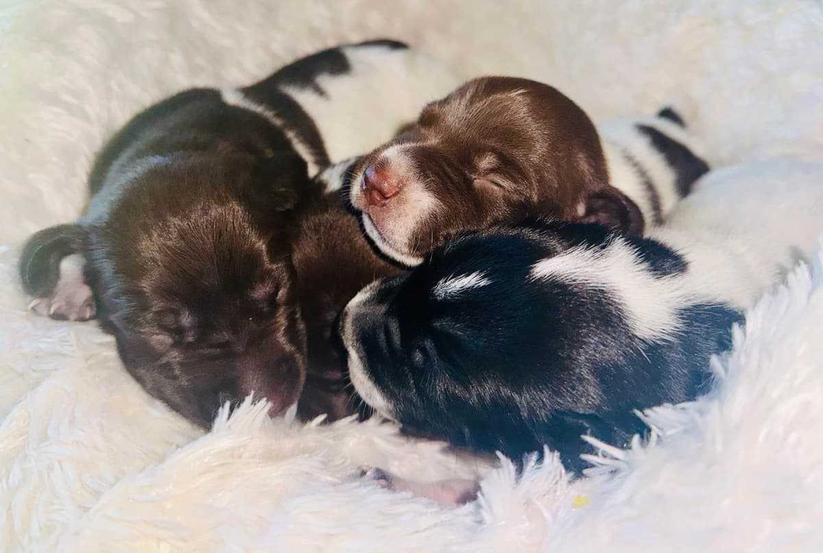 German Shorthaired Pointer Puppies breeder image 5