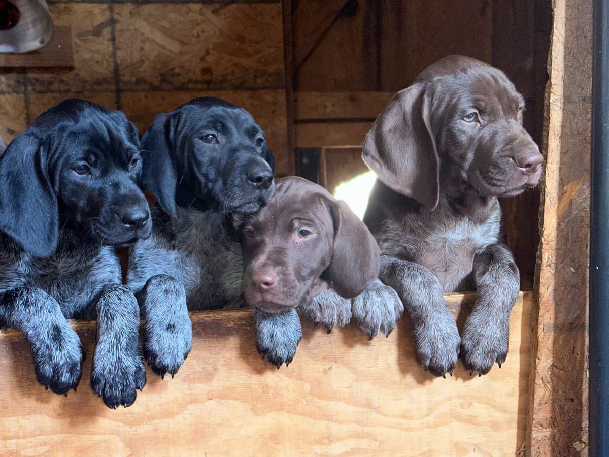 German Shorthaired Pointer Puppies breeder image 6
