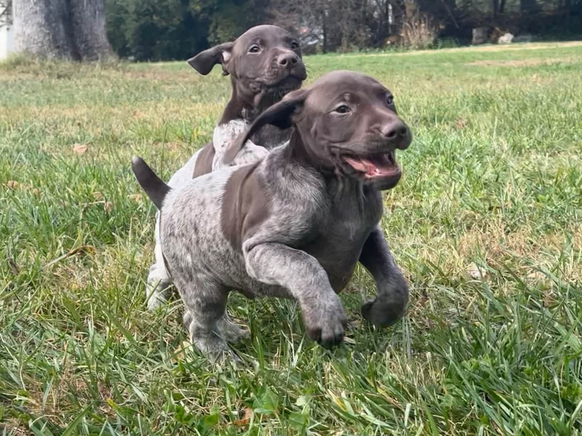 German Shorthaired Pointer Puppies breeder image 7