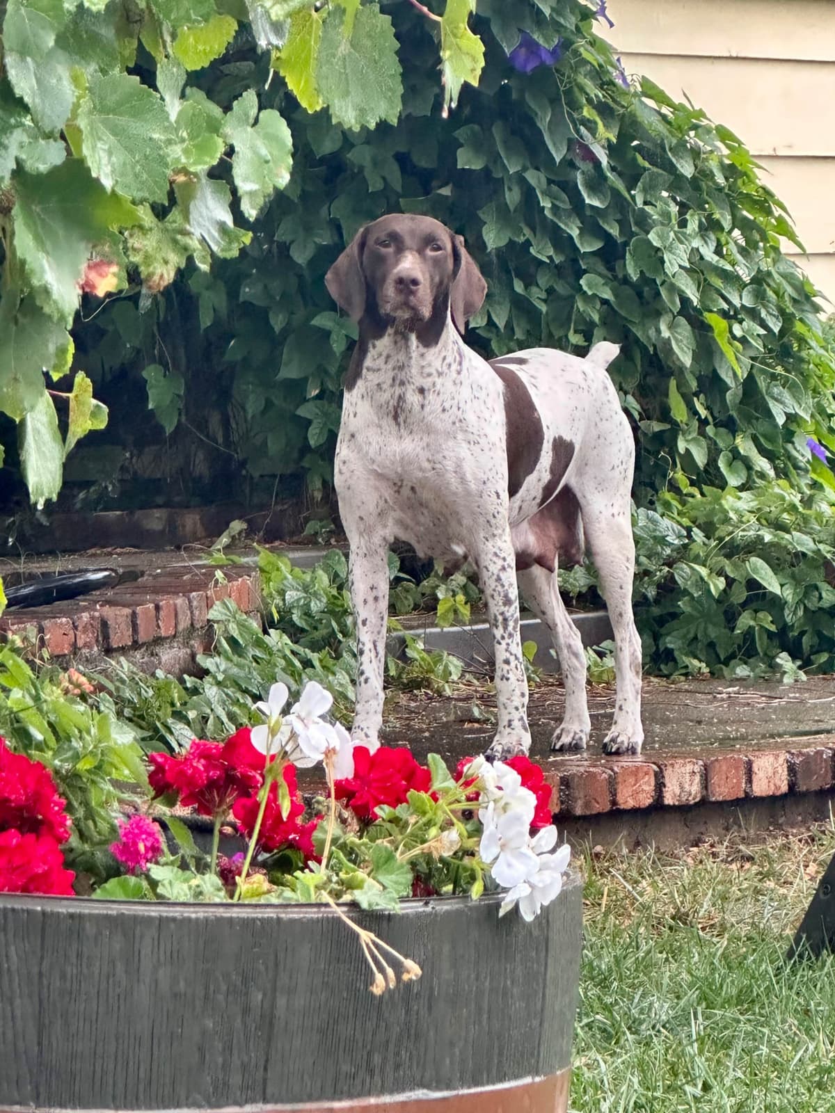 German Shorthaired Pointer Puppies breeder image 8