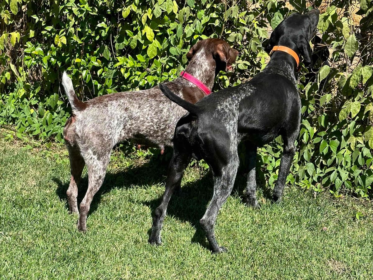 German Shorthaired Pointer Puppies breeder image 10