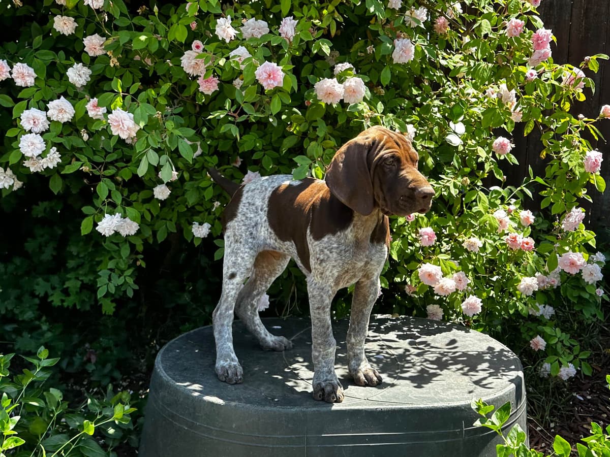 German Shorthaired Pointer Puppies breeder image 11