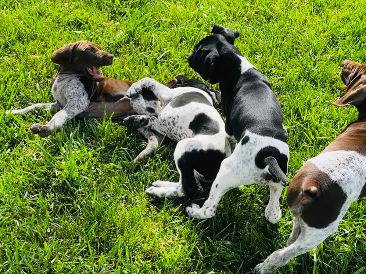 German Shorthaired Pointer Puppies breeder image 12