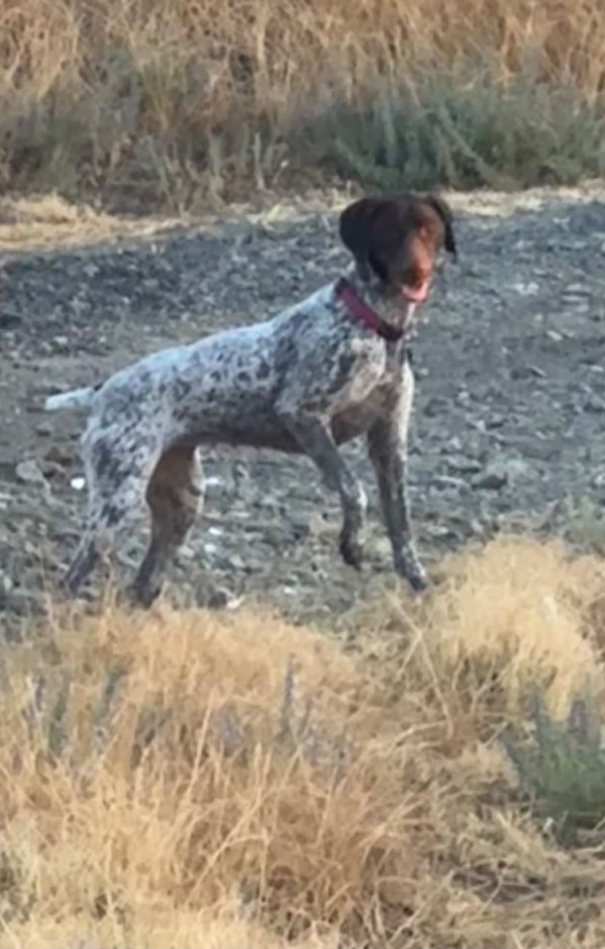 German Shorthaired Pointer Puppies breeder image 13