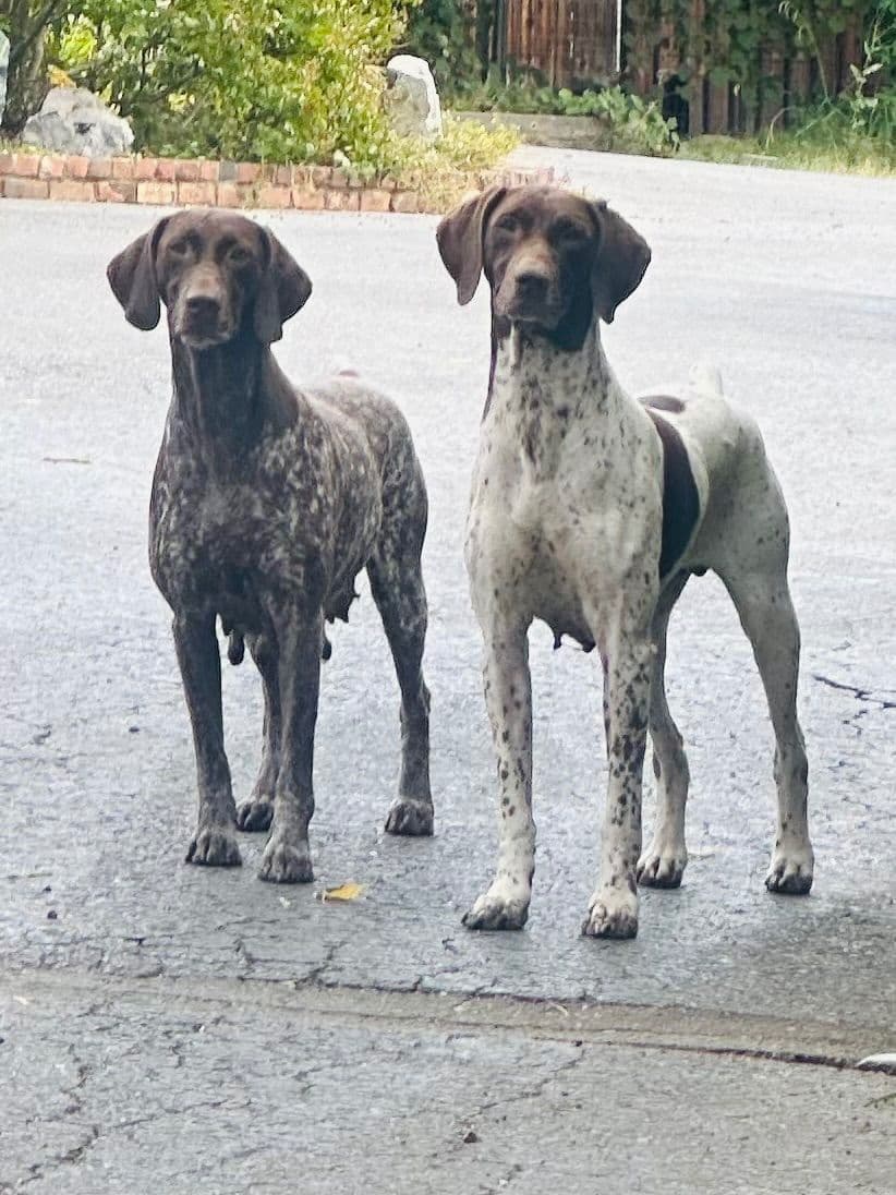 German Shorthaired Pointer Puppies breeder image 14