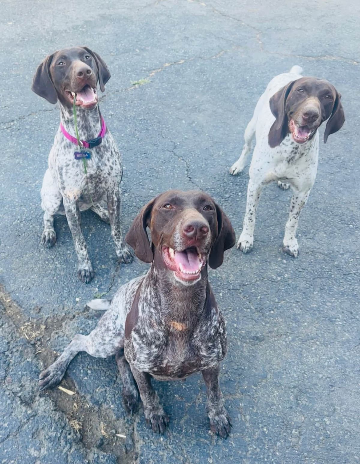 German Shorthaired Pointer Puppies breeder image 15