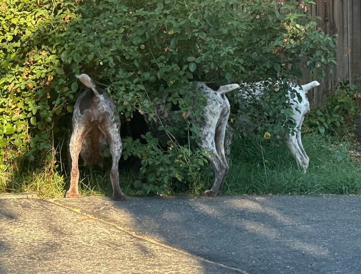 German Shorthaired Pointer Puppies breeder image 16