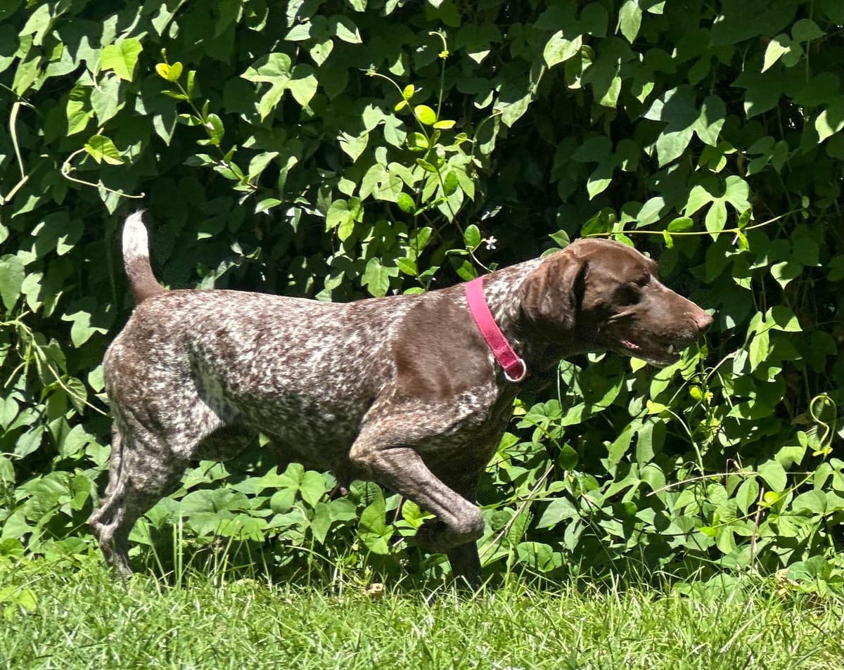 German Shorthaired Pointer Puppies breeder image 17