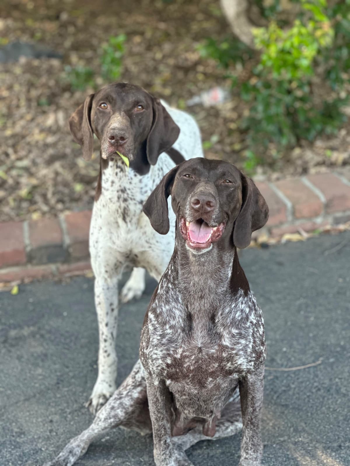German Shorthaired Pointer Puppies breeder image 20
