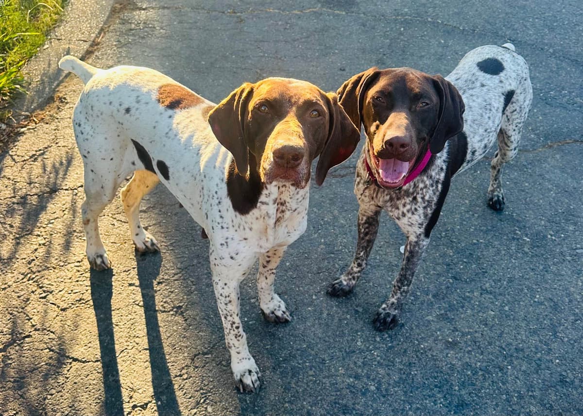 German Shorthaired Pointer Puppies breeder image 18