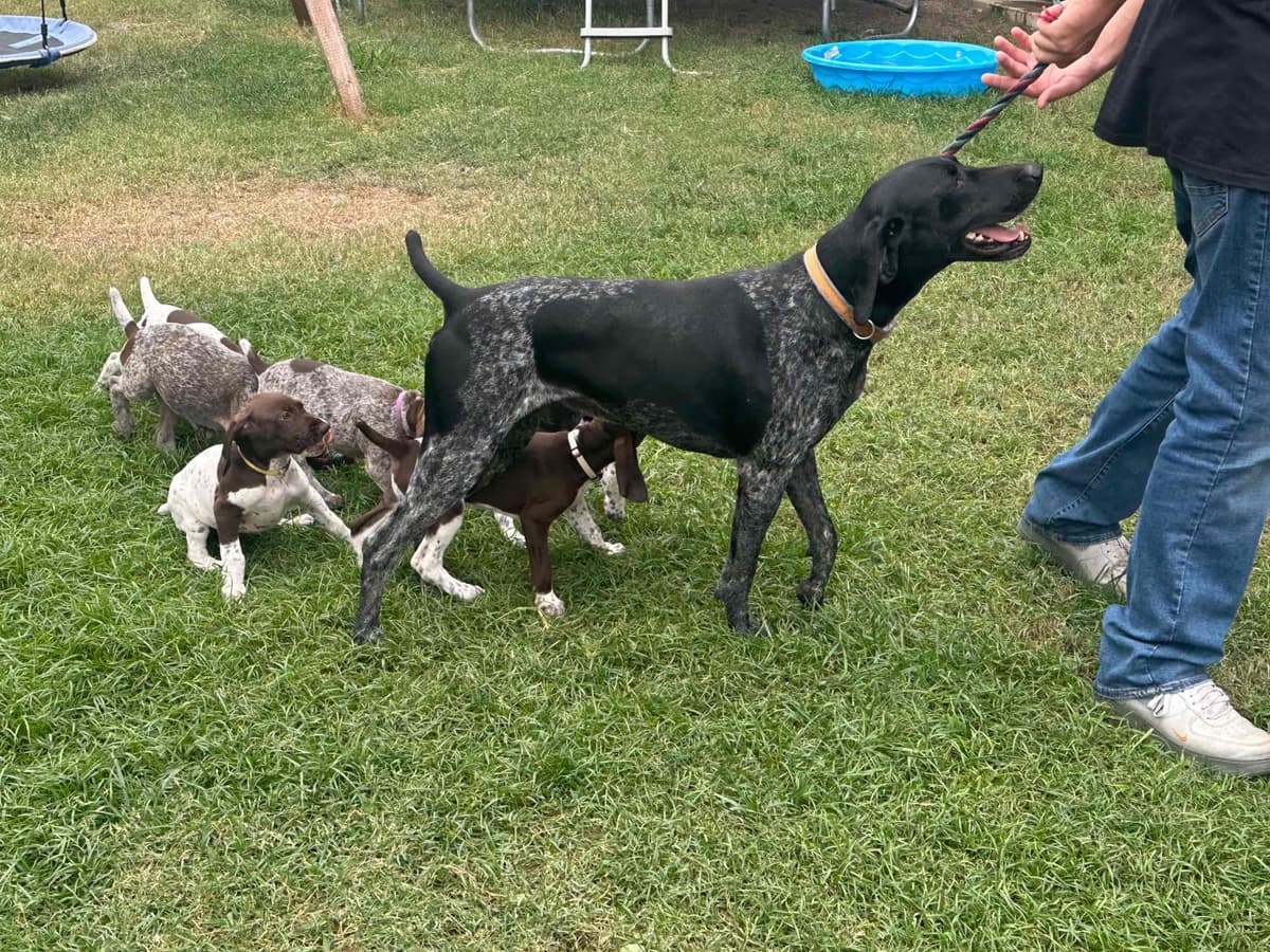 German Shorthaired Pointer Puppies breeder image 19