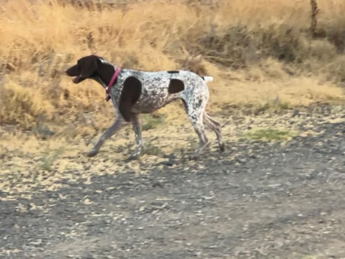 German Shorthaired Pointer Puppies breeder image 21